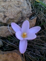 Crocus
