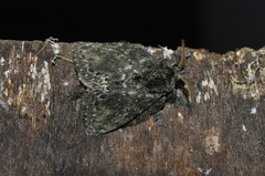 Euglyphis melancholica