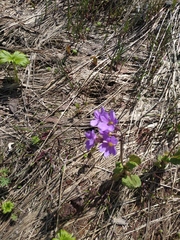 Primula amoena