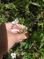 Anemonastrum speciosum