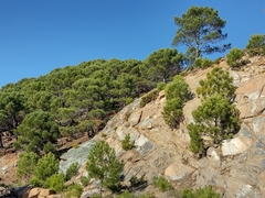 Pinus pinaster