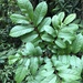 Meliosma rhoifolia - Photo (c) Cheng-Tao Lin, algunos derechos reservados (CC BY), subido por Cheng-Tao Lin