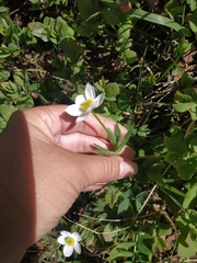 Anemonastrum speciosum