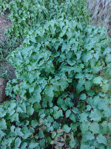 Avistamiento Cistus populifolius