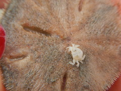 Dissodactylus xantusi