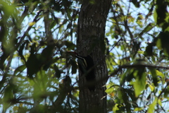 Campephilus guatemalensis