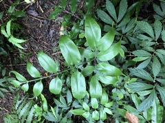 Coniogramme intermedia