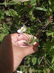 Anemonastrum speciosum