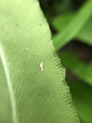 Coniogramme intermedia