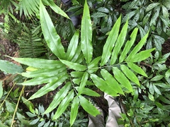 Coniogramme intermedia