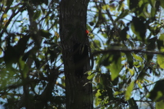 Campephilus guatemalensis