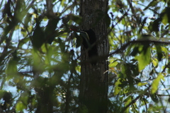 Campephilus guatemalensis