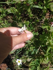 Anemonastrum speciosum