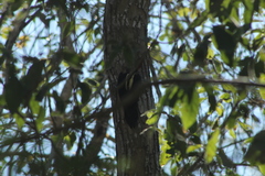 Campephilus guatemalensis