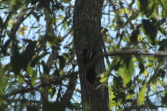 Campephilus guatemalensis