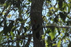 Campephilus guatemalensis