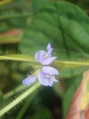 Calopogonium mucunoides