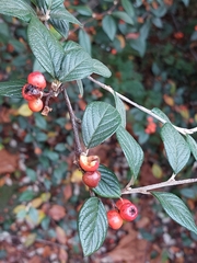 Cotoneaster sternianus