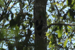 Campephilus guatemalensis
