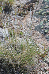Poa secunda secunda
