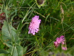 Knautia basaltica