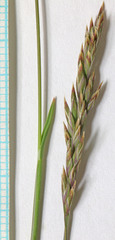 Poa secunda secunda