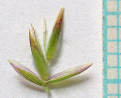 Poa secunda secunda