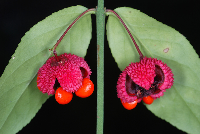 Euonymus americanus — an easy houseplant, prefers partial sun light