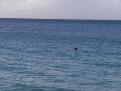 Sula leucogaster leucogaster