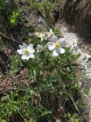 Anemonastrum speciosum
