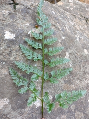 Asplenium adiantum-nigrum corunnense