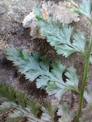 Asplenium adiantum-nigrum corunnense