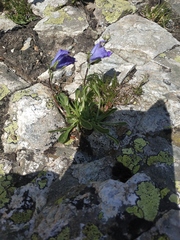 Campanula tridentata biebersteiniana