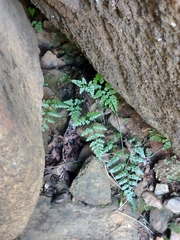 Asplenium adiantum-nigrum corunnense