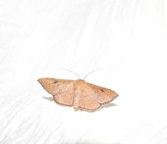 Banisia