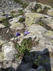 Campanula tridentata biebersteiniana