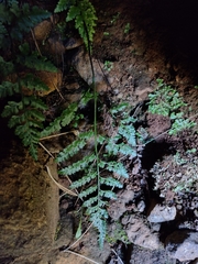 Asplenium adiantum-nigrum corunnense
