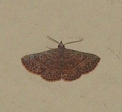 Corgatha dictaria