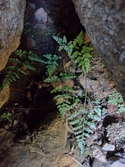 Asplenium adiantum-nigrum corunnense