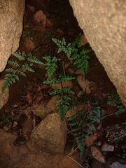 Asplenium adiantum-nigrum corunnense