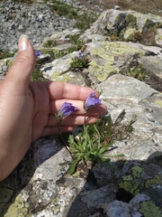 Campanula tridentata biebersteiniana
