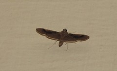 Pilocrocis milvinalis