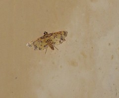 Eurrhyparodes tricoloralis