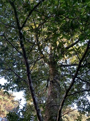 Ocotea monteverdensis