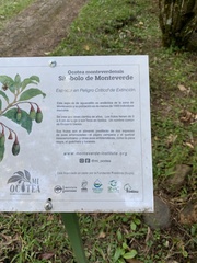Ocotea monteverdensis