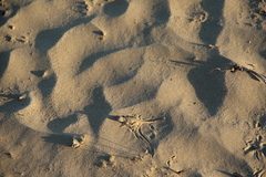 Phrynocephalus guttatus