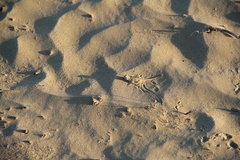 Phrynocephalus guttatus