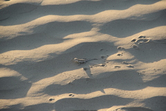 Phrynocephalus guttatus