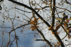 Platymiscium trifoliolatum
