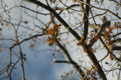 Platymiscium trifoliolatum